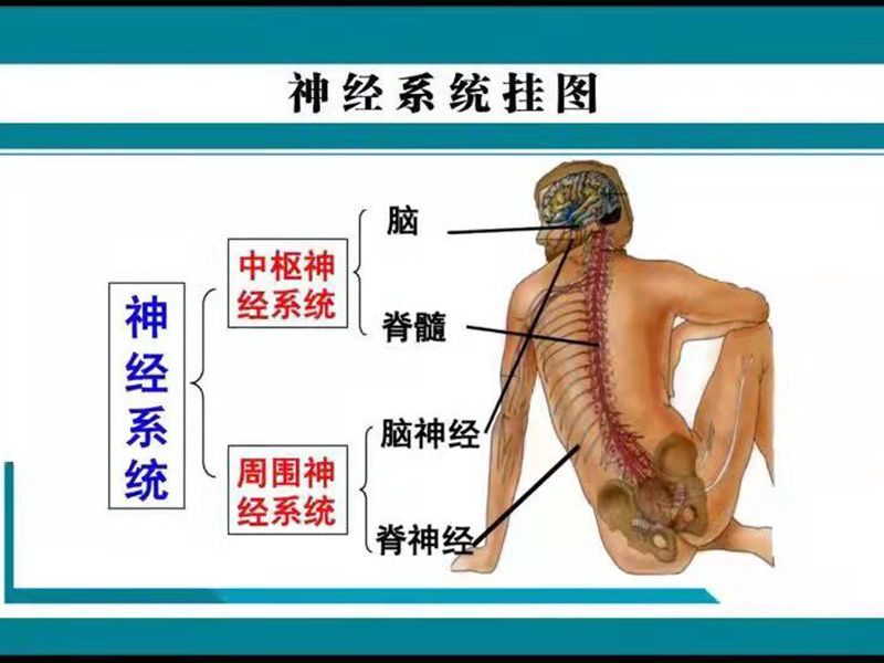 神經(jīng)系統(tǒng)