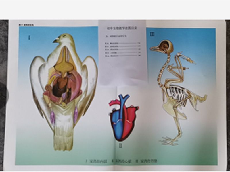 動物的行動和行掛圖