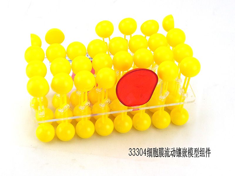 細(xì)胞膜流動(dòng)鑲嵌模型組件