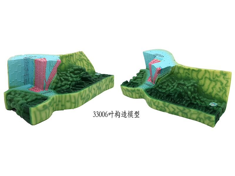 葉構(gòu)造模型