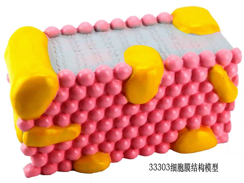 細胞膜結(jié)構(gòu)模型