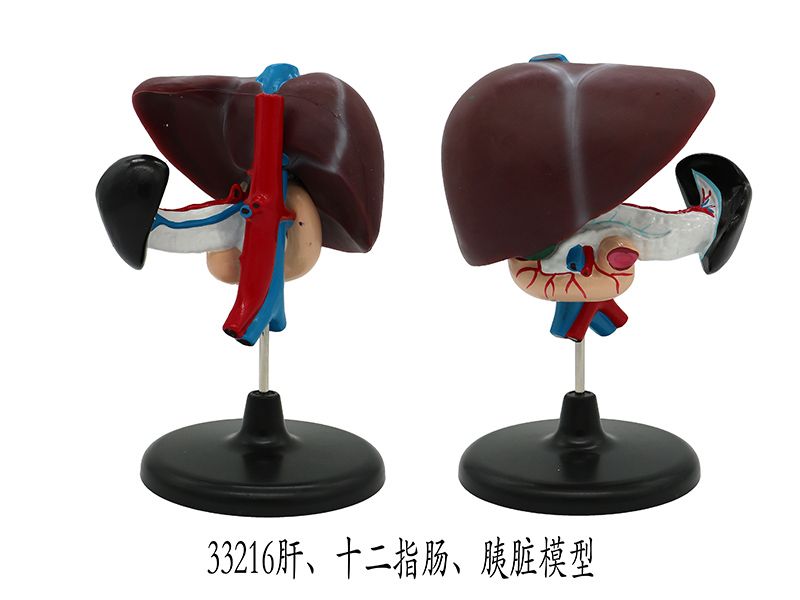 肝、十二指腸、胰臟模型
