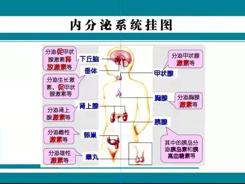 內(nèi)分泌系統(tǒng)