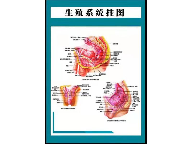 生殖系統(tǒng)