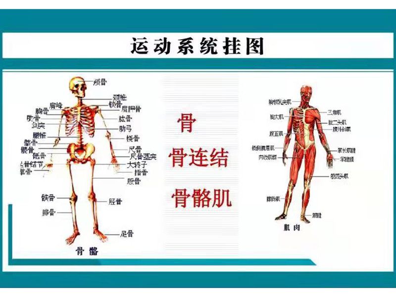 運動系統(tǒng)