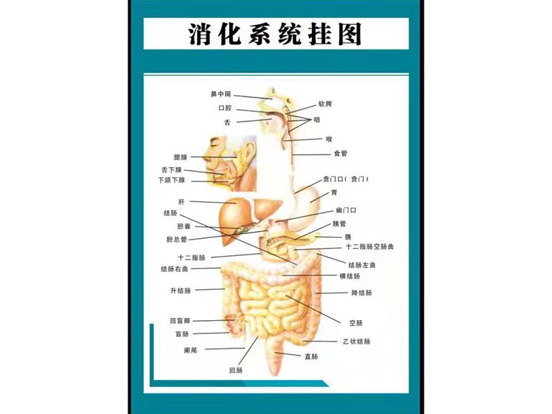 消化系統(tǒng)