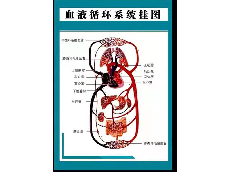 血液循環(huán)系統(tǒng)