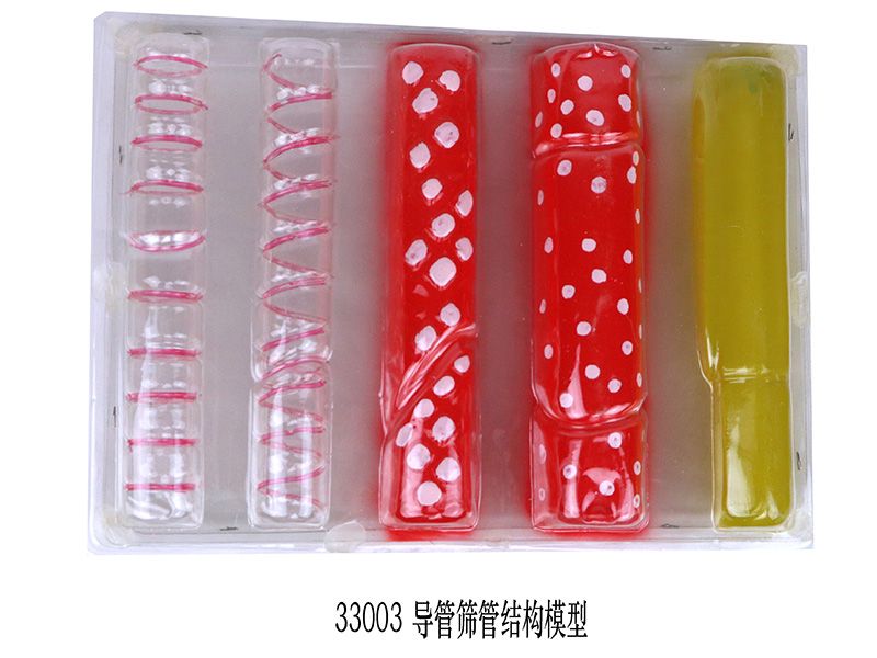 導管篩管結(jié)構(gòu)模型