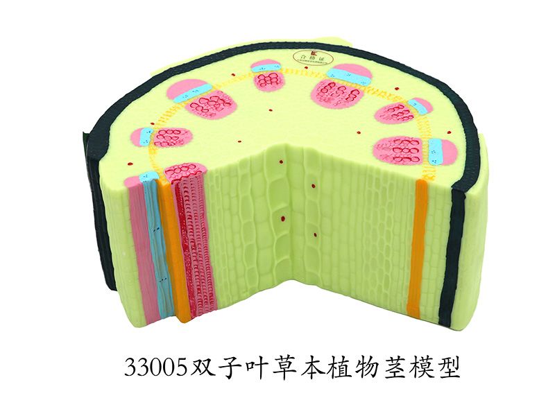 雙子葉草本植物莖模型