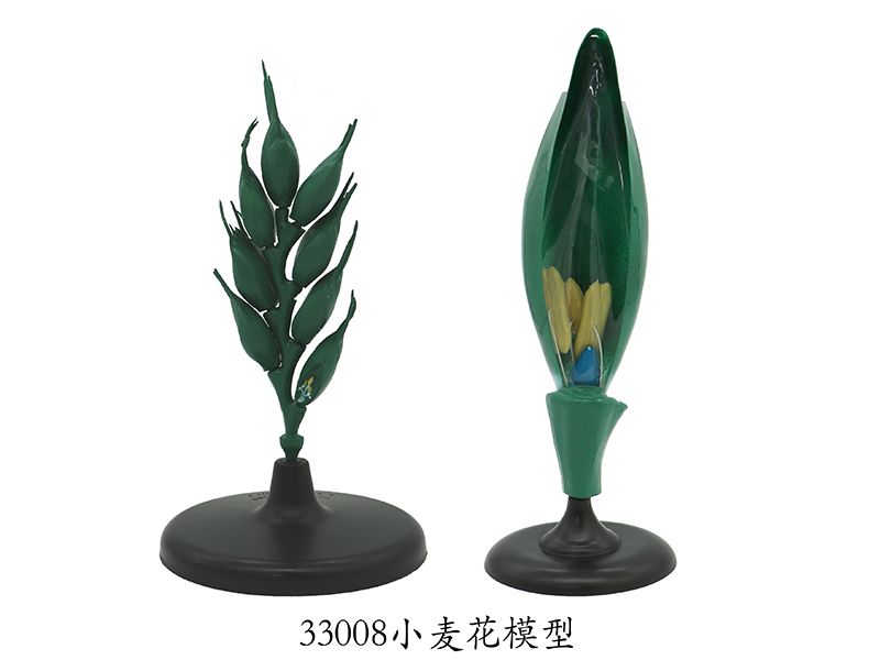 小麥花模型