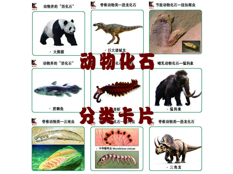 分類(lèi)卡片
