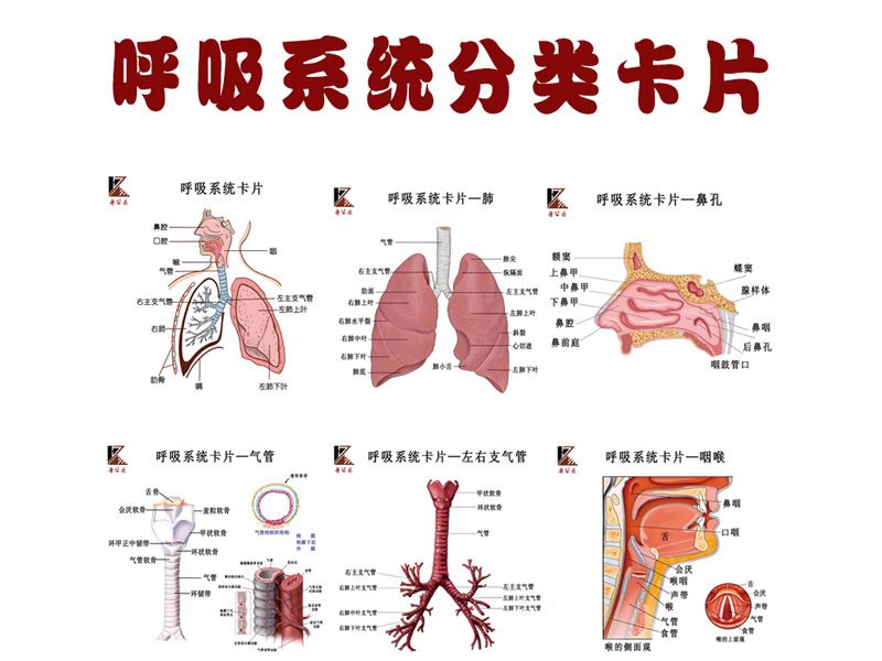 分類(lèi)卡片