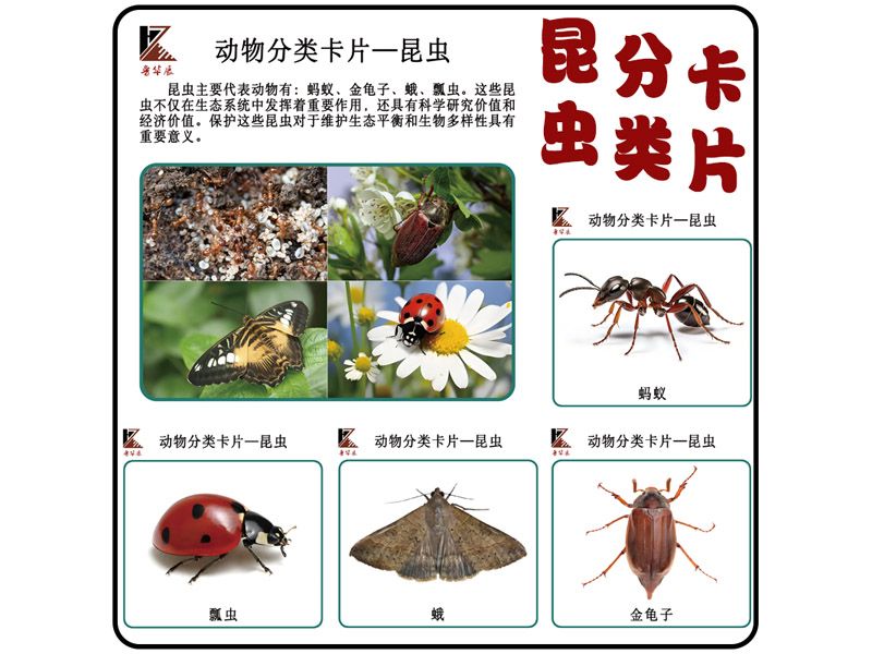 分類(lèi)卡片