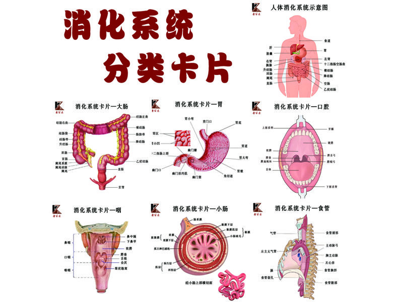 分類(lèi)卡片