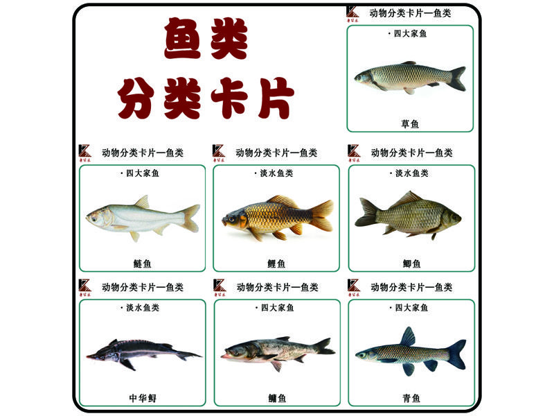 分類(lèi)卡片