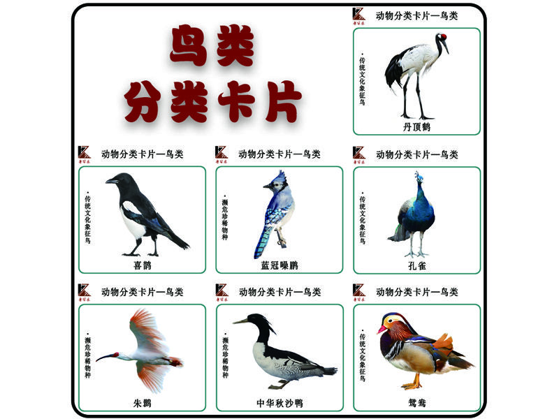 分類卡片