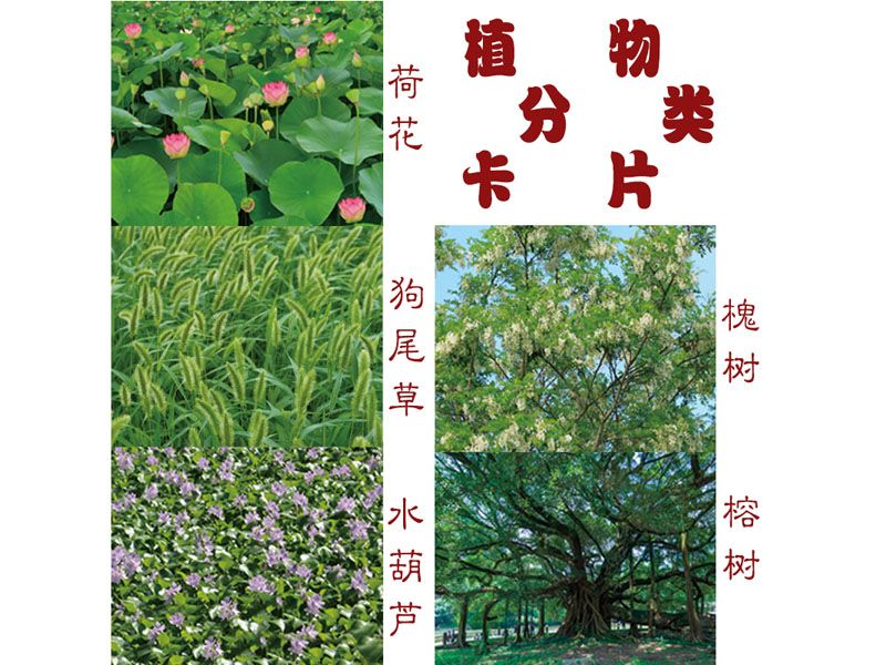 分類卡片